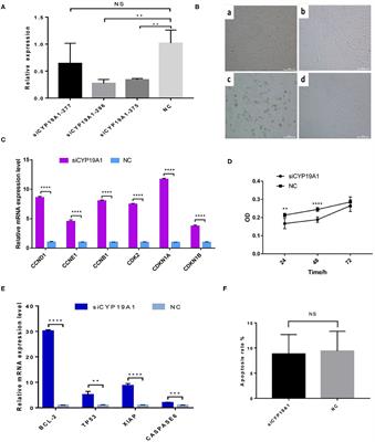 Knockdown of CYP19A1 in Buffalo Follicular Granulosa Cells Results in Increased Progesterone Secretion and Promotes Cell Proliferation